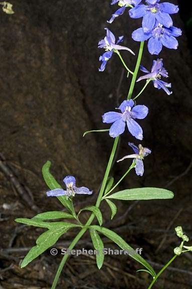 delphinium nuttallianum 4 graphic